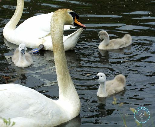 Mute Swan 9R054D-120.JPG